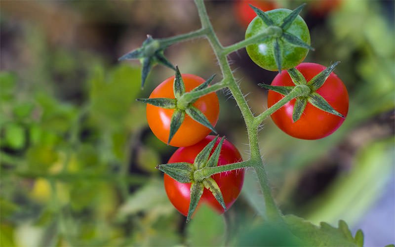 Garden safety