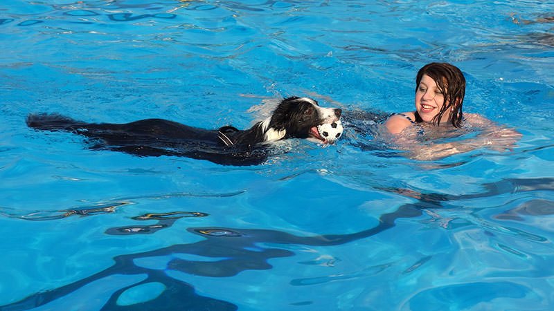 Teach pets to swim